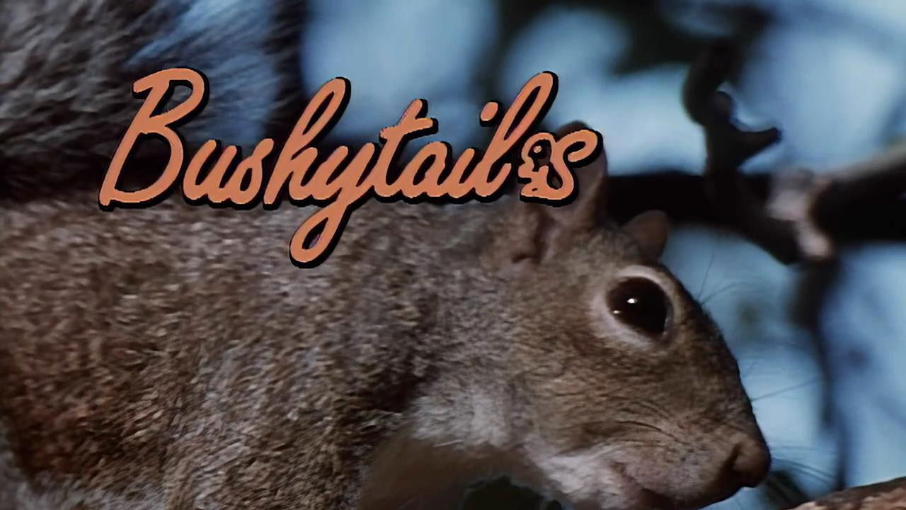 Bushytails