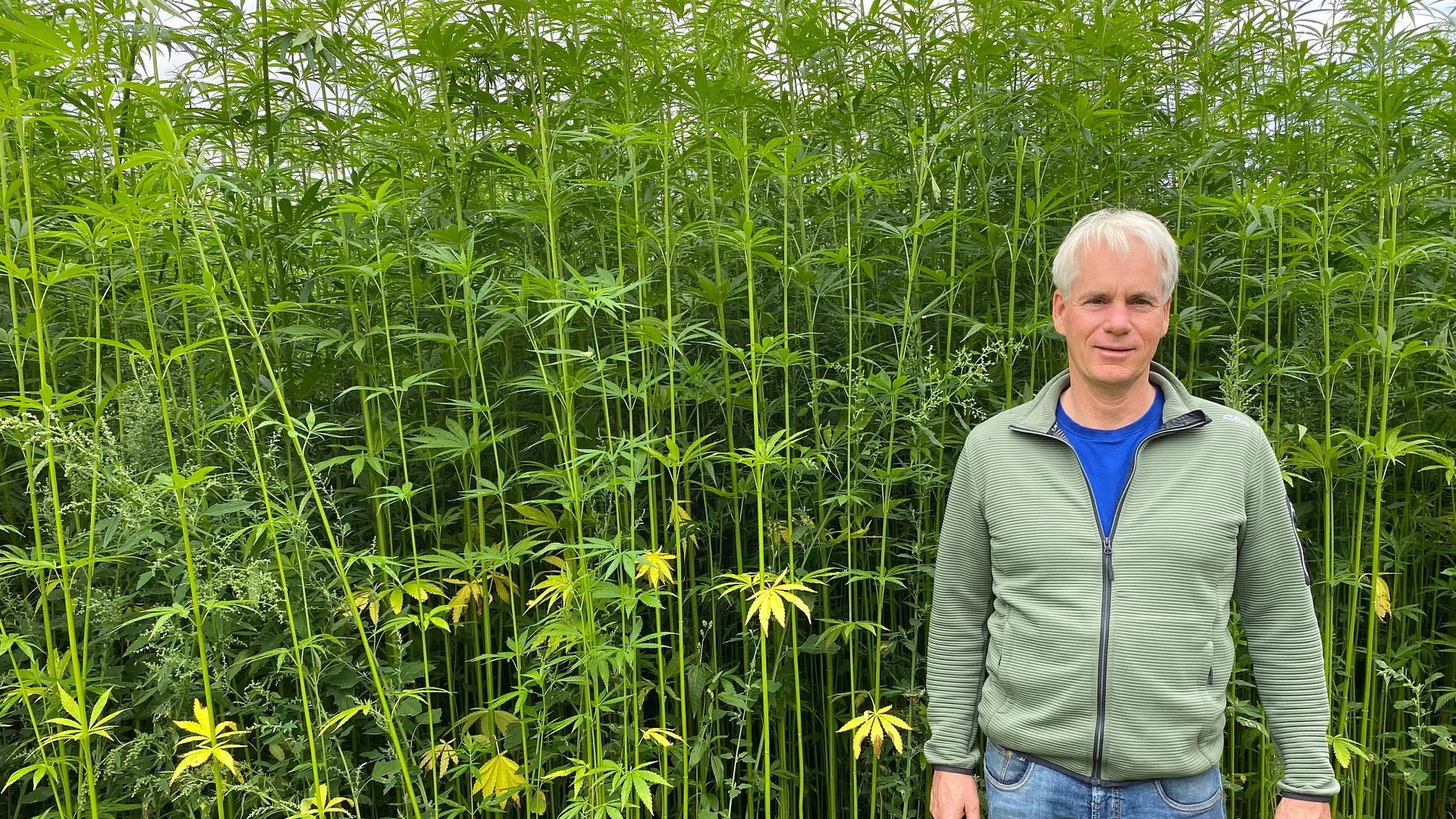 The return of hemp fiber