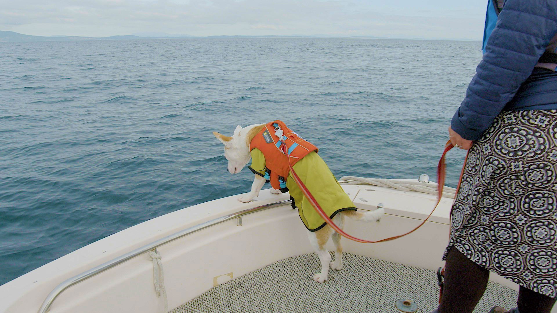 Whale Poop Dogs & Sheep Herding Dogs