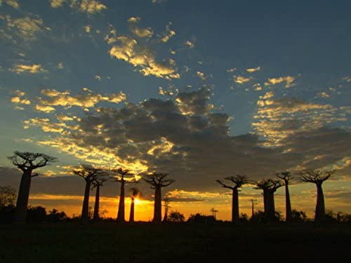 Madagascar: Island of the Monsters