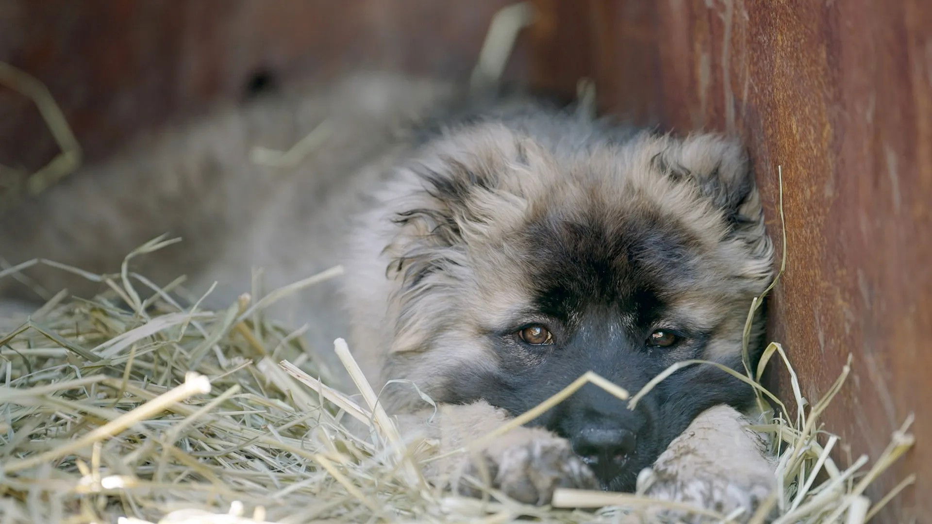 The shepherds of the Caucasus, the passion of a monk