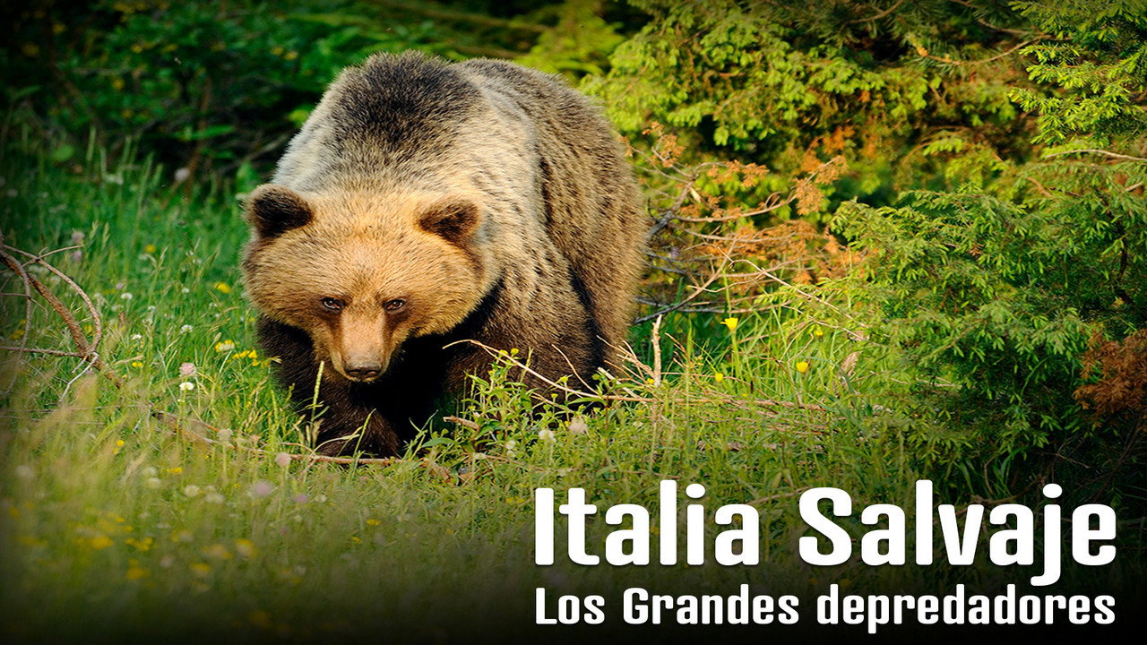 Wild Italy: Top Predators