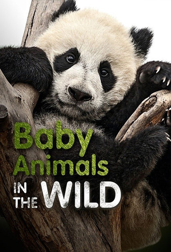 Poster de Baby Animals In The Wild