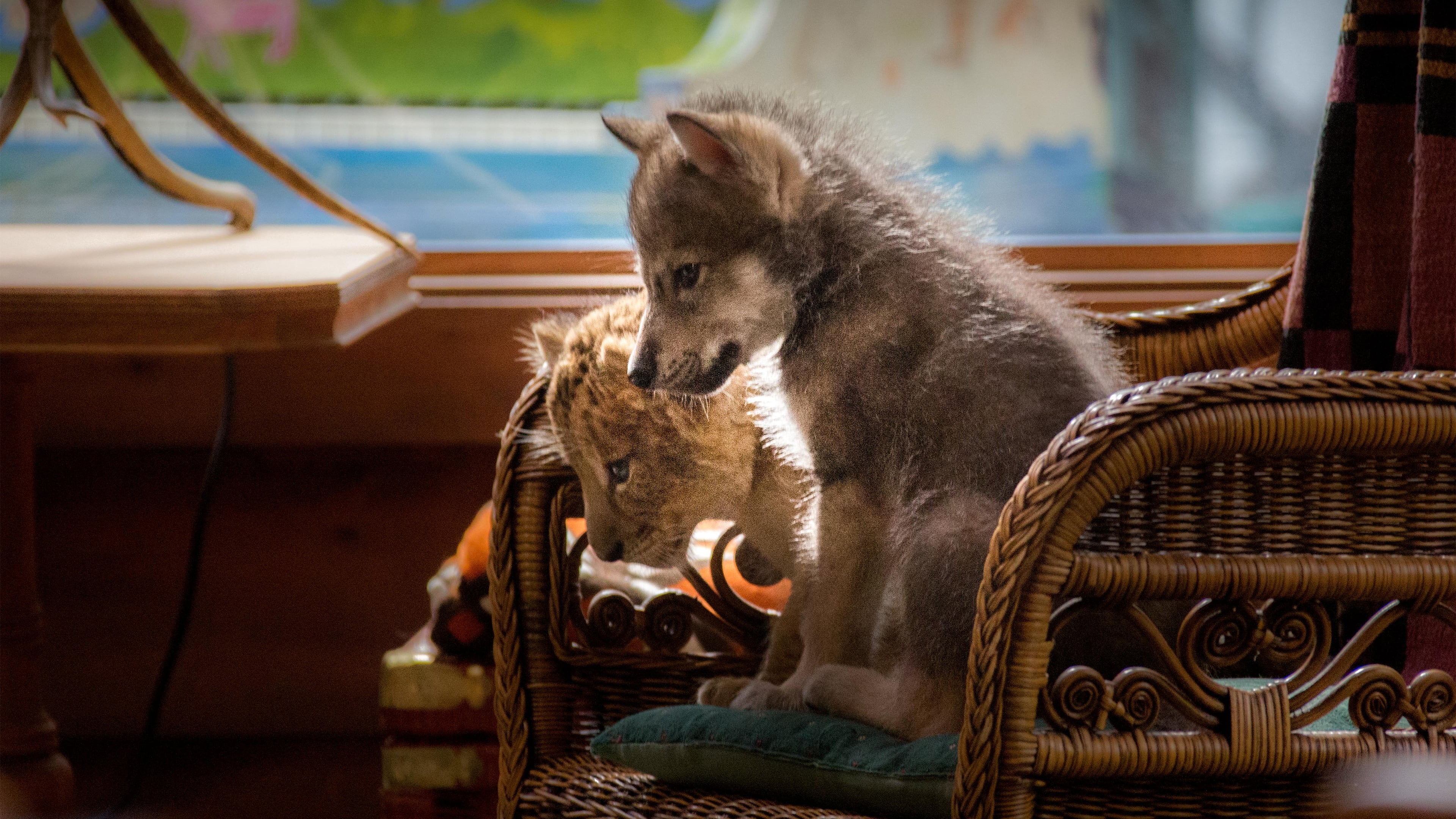 Le loup et le lion