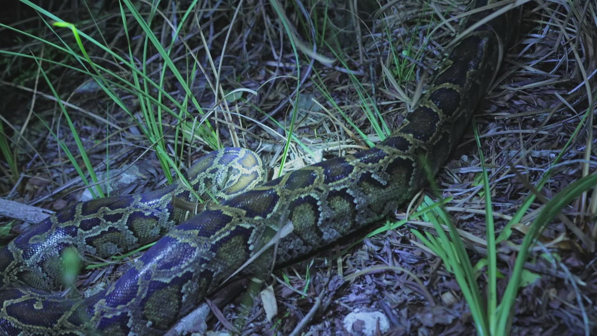 Swamp People: Serpent Invasion 4×14