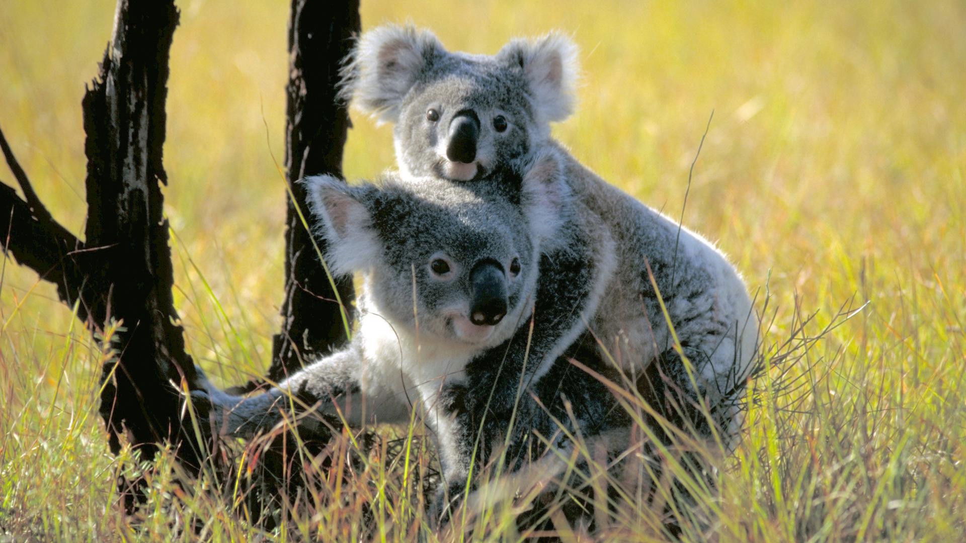 Koala Country