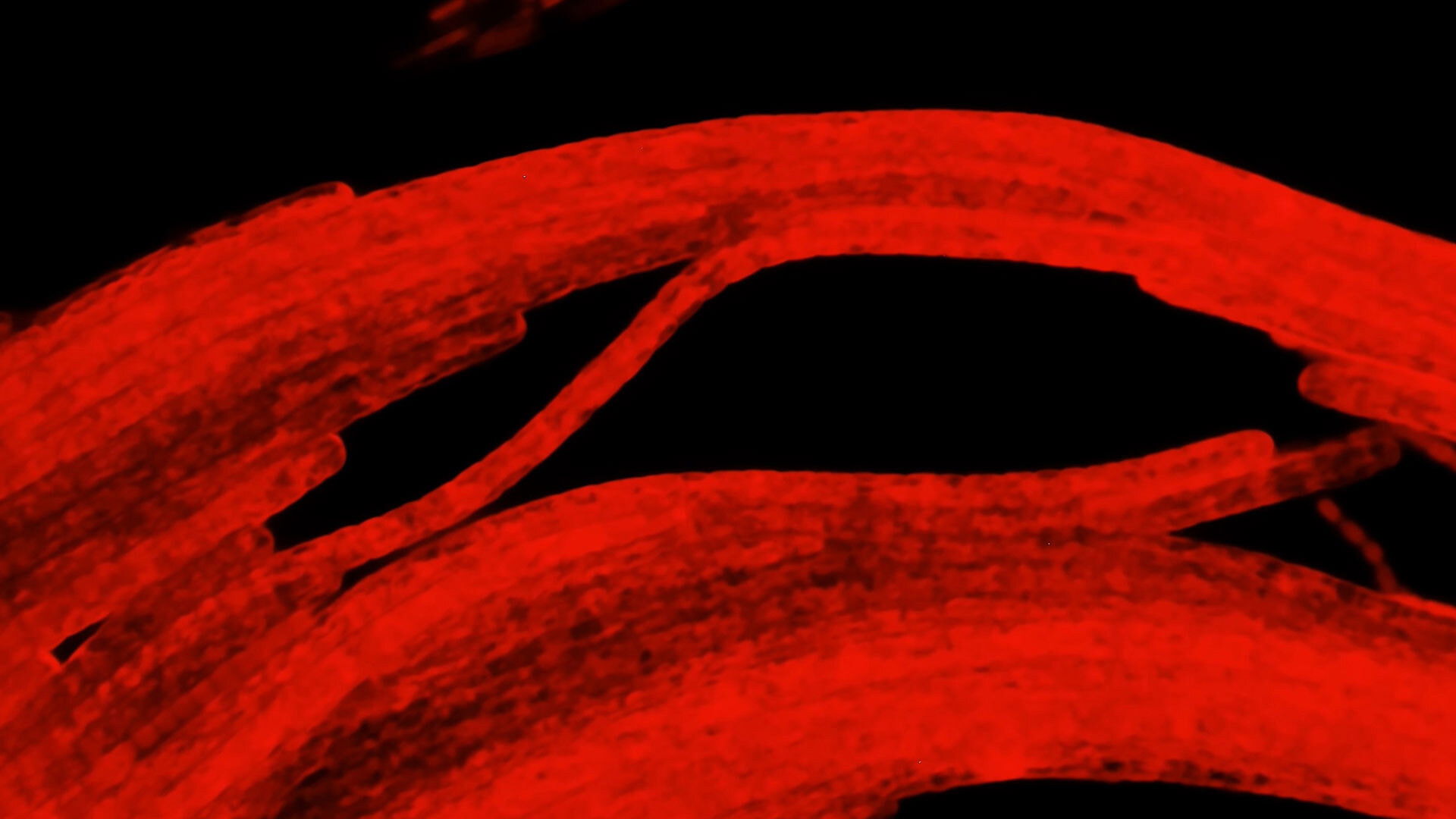 Revealing the Hidden Colors of the Microcosmos