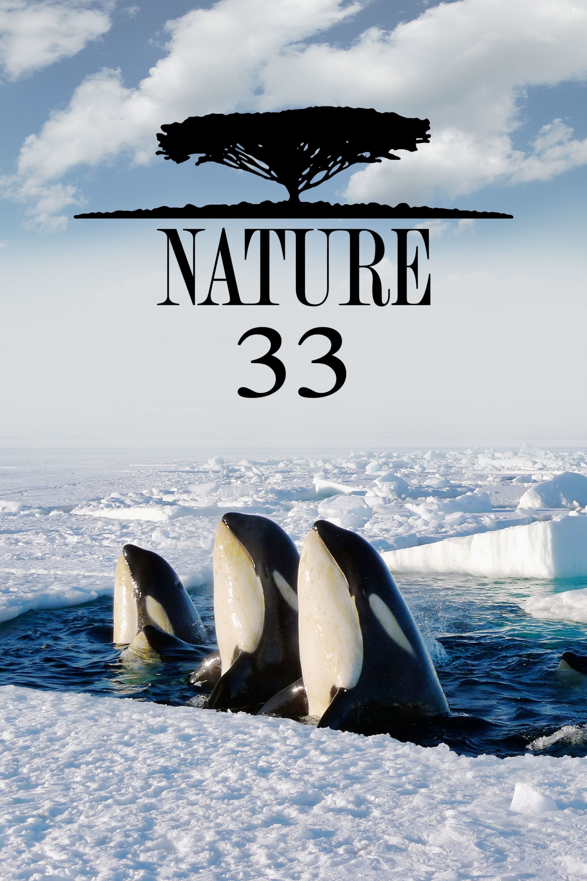 Poster de Temporada 33