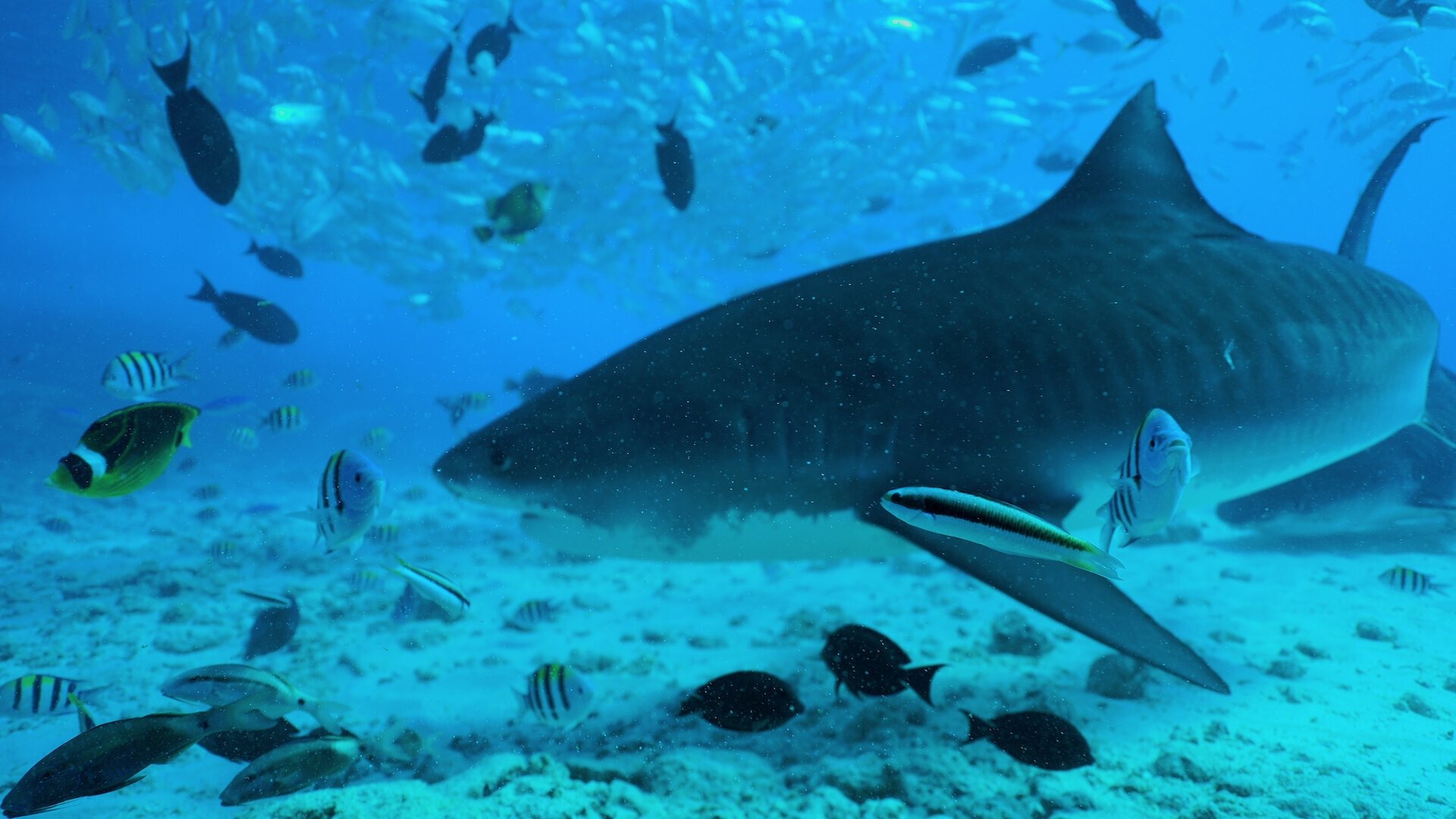 Eye of the Tiger Shark