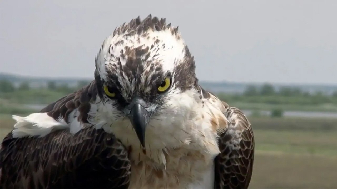 Wildlife Warriors