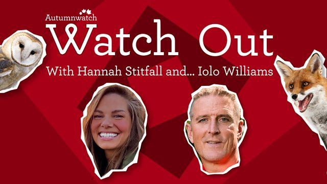 Watch Out with Hannah Stitfall and Iolo Williams