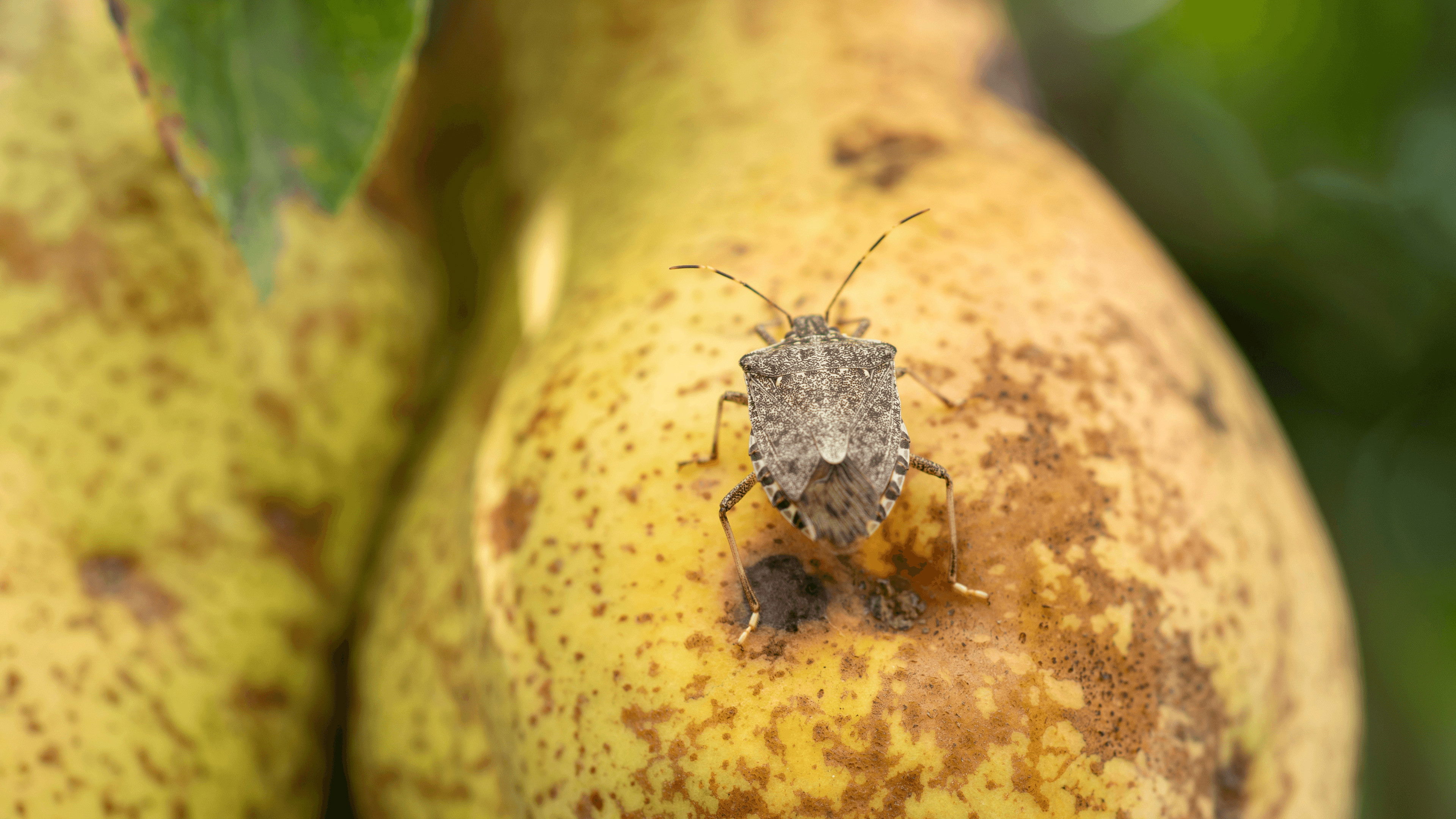 What if... genomics could protect New Zealand from invasive species?