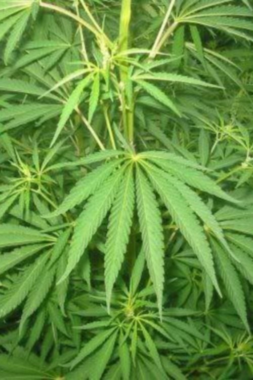 Poster de Le cannabis - Une plante entre le bien et le mal