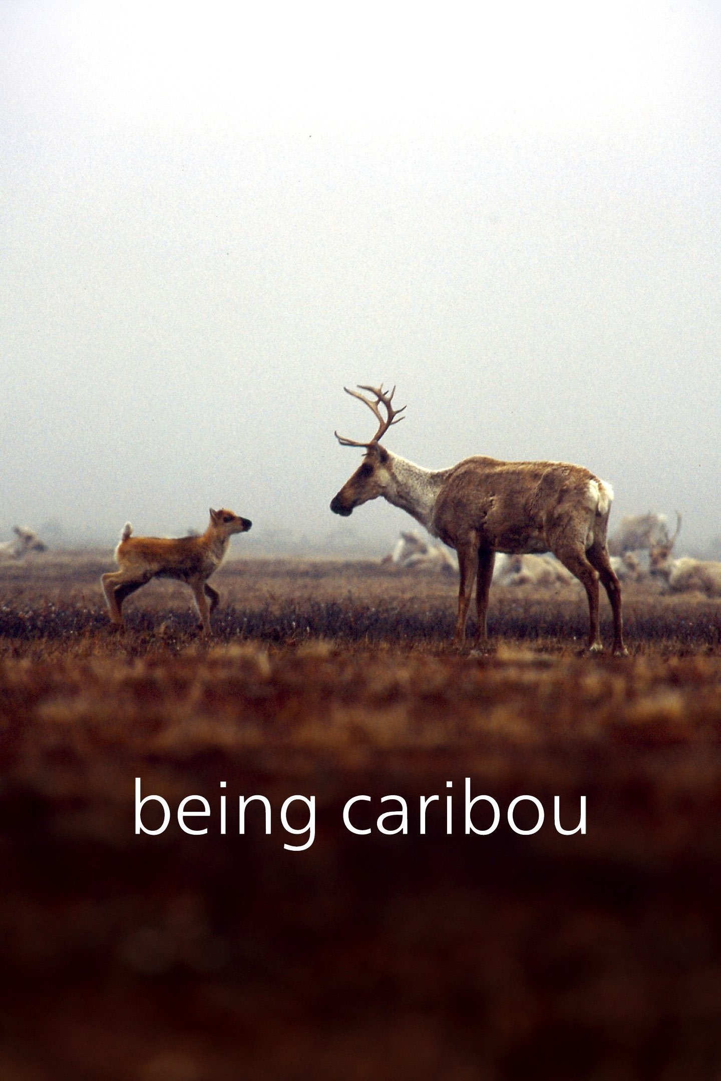 Poster de Being Caribou