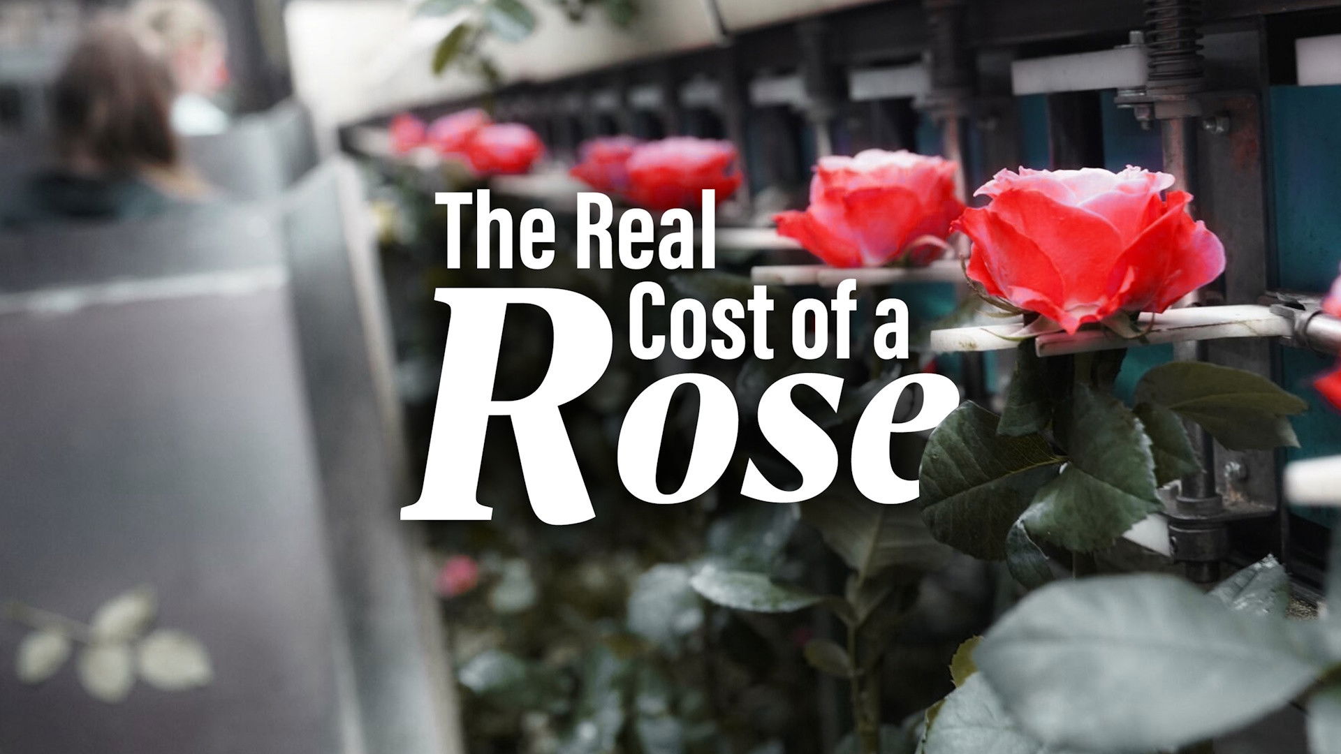 The Real Cost of a Rose - The Netherlands