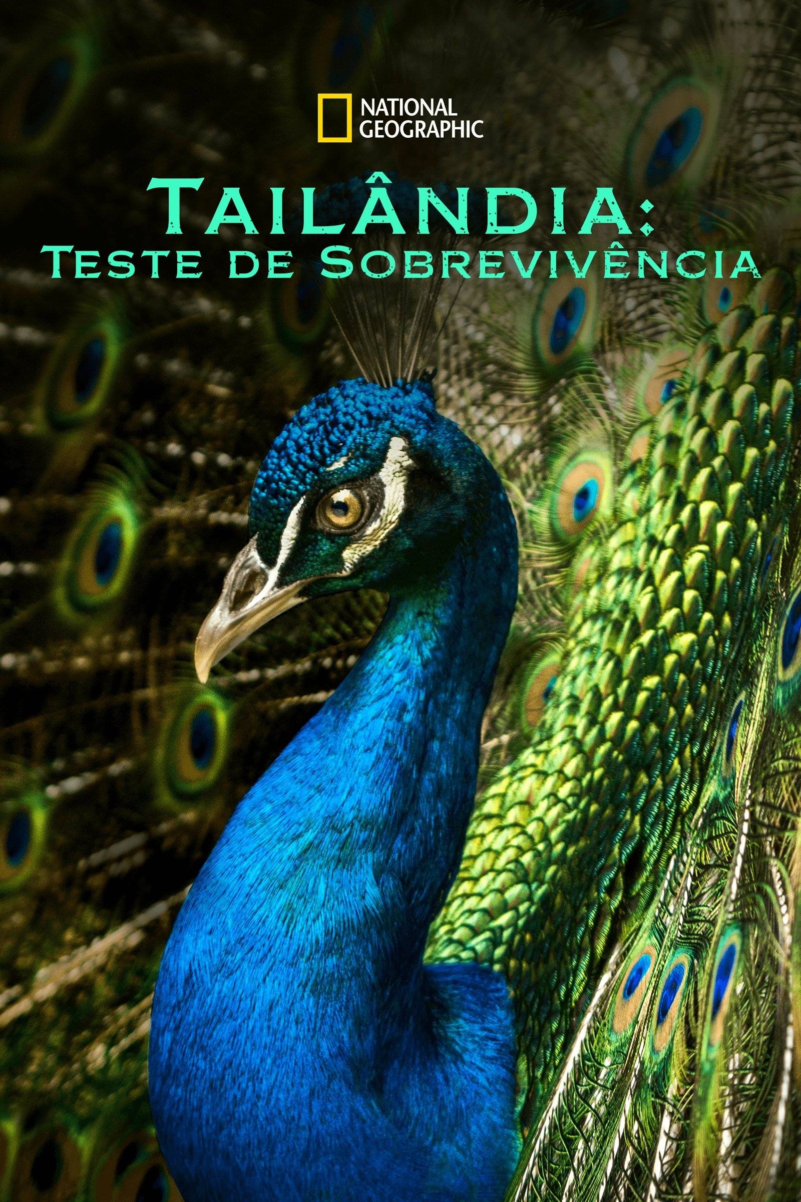 Poster de Tailândia: Teste de Sobrevivência