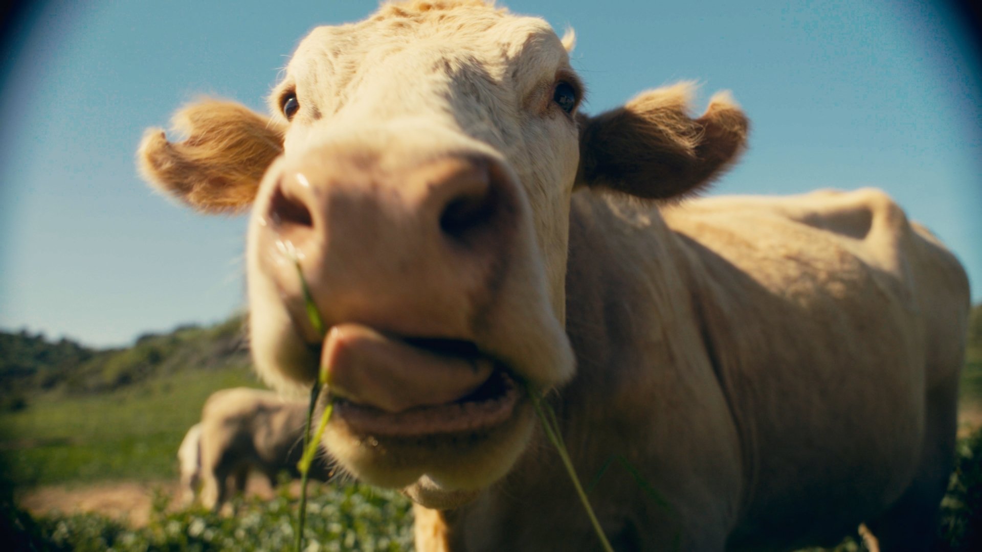 COWS ON CAM