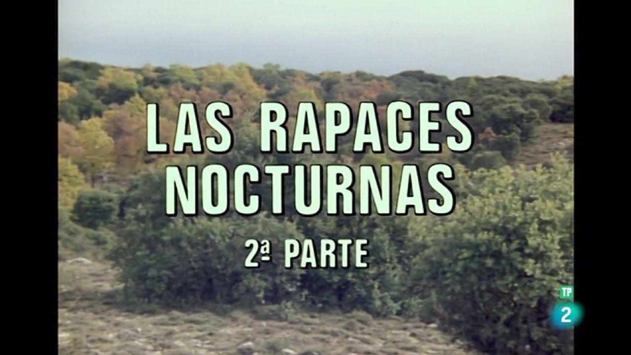 Nocturnal Raptors II