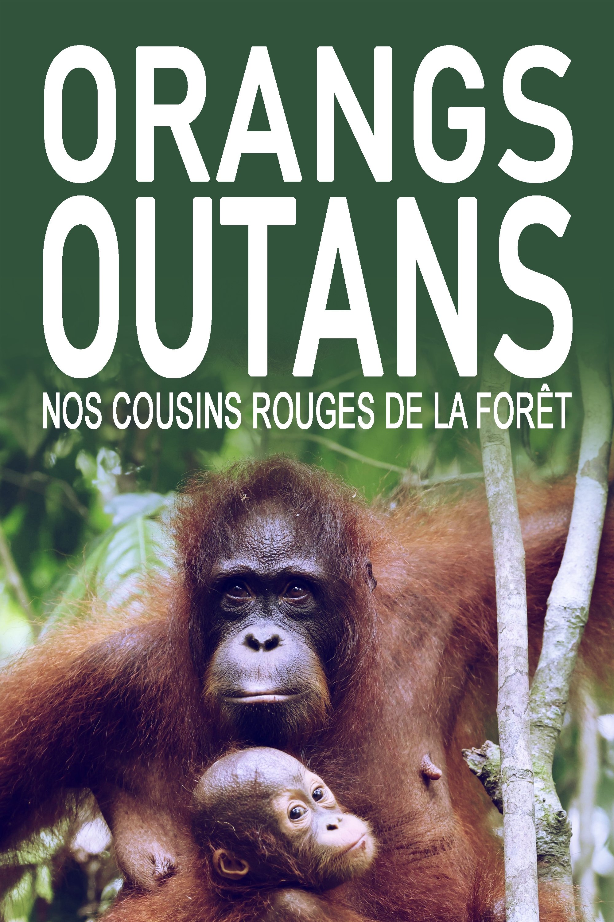 Orangs-outans, nos cousins rouges de la forêt