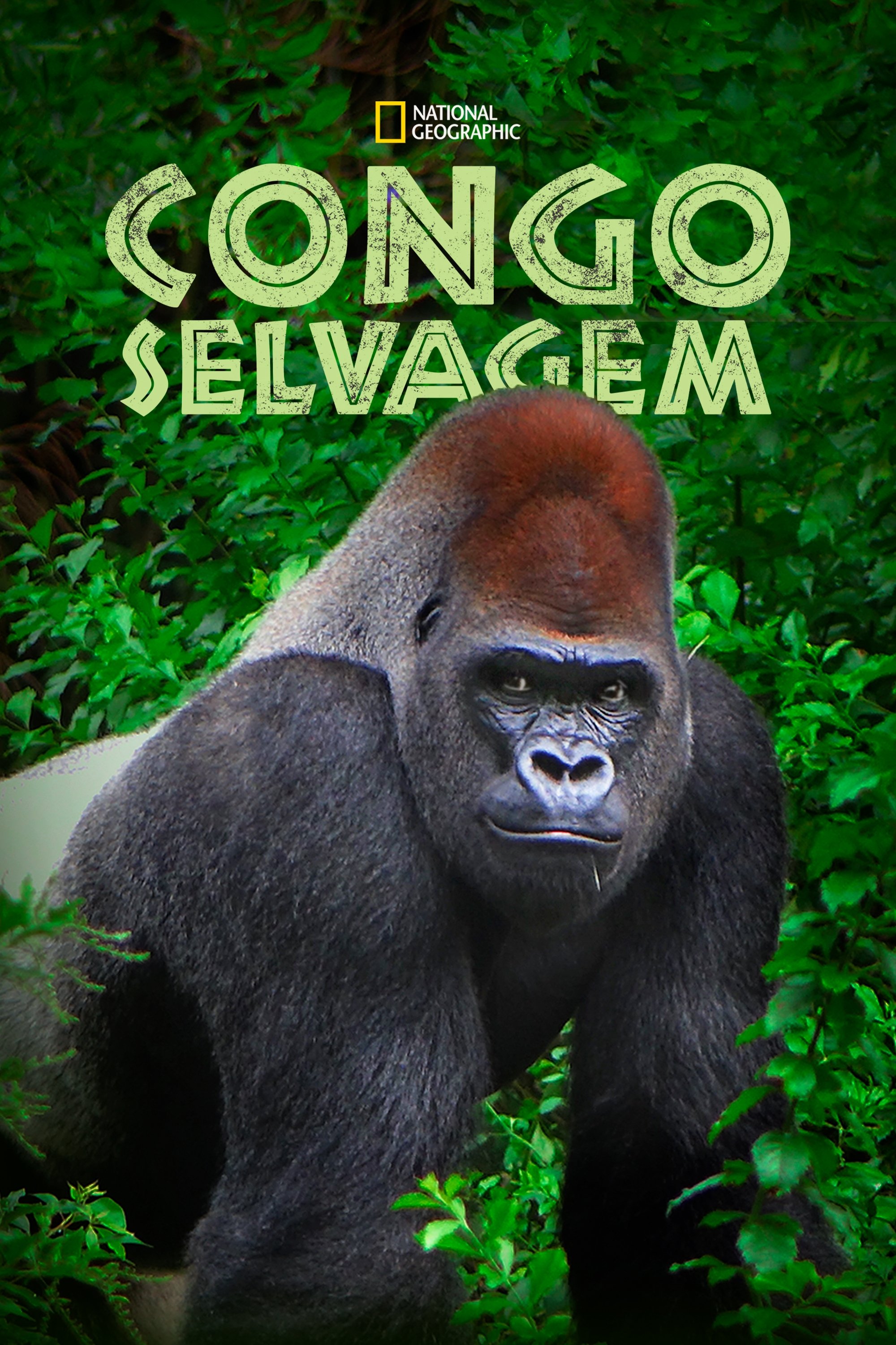 Poster de Congo Selvagem