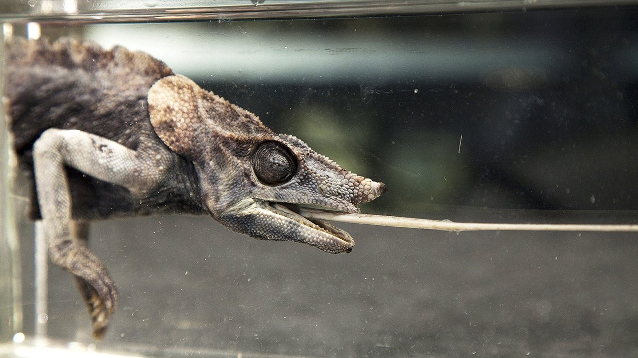 David Attenborough's Natural Curiosities