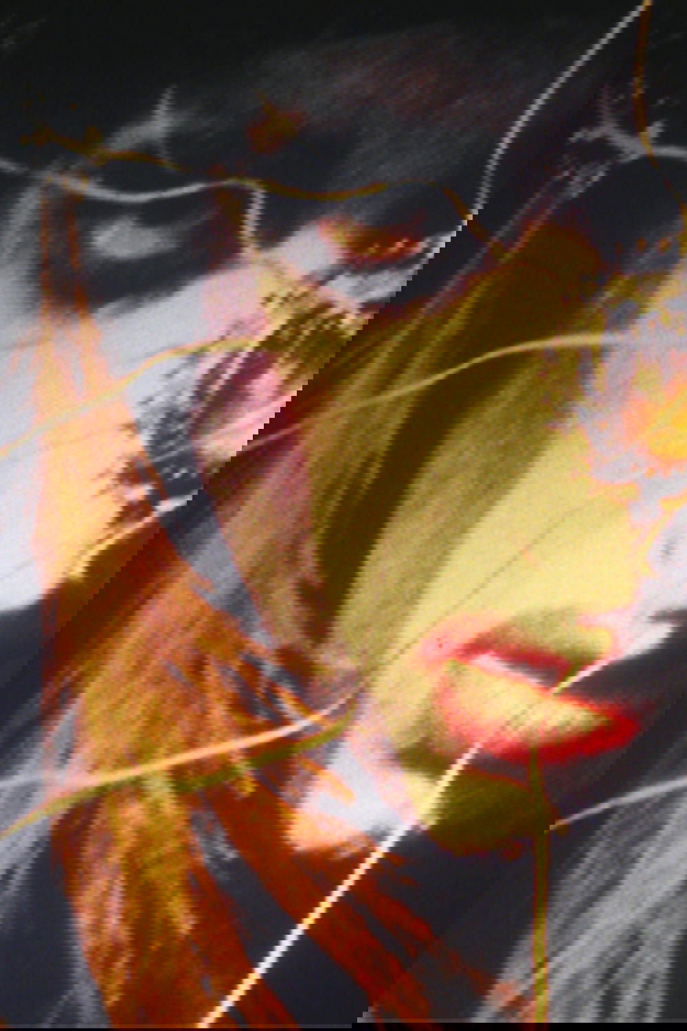 The Yellow Sequence