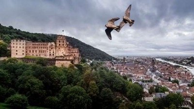 Wild Castles
