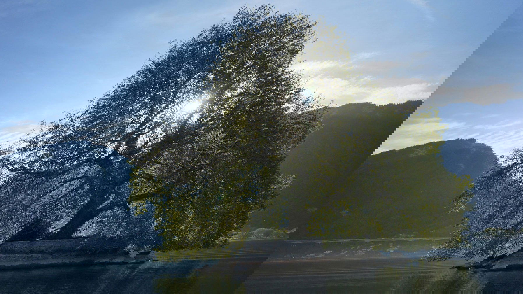 Tree Stories
