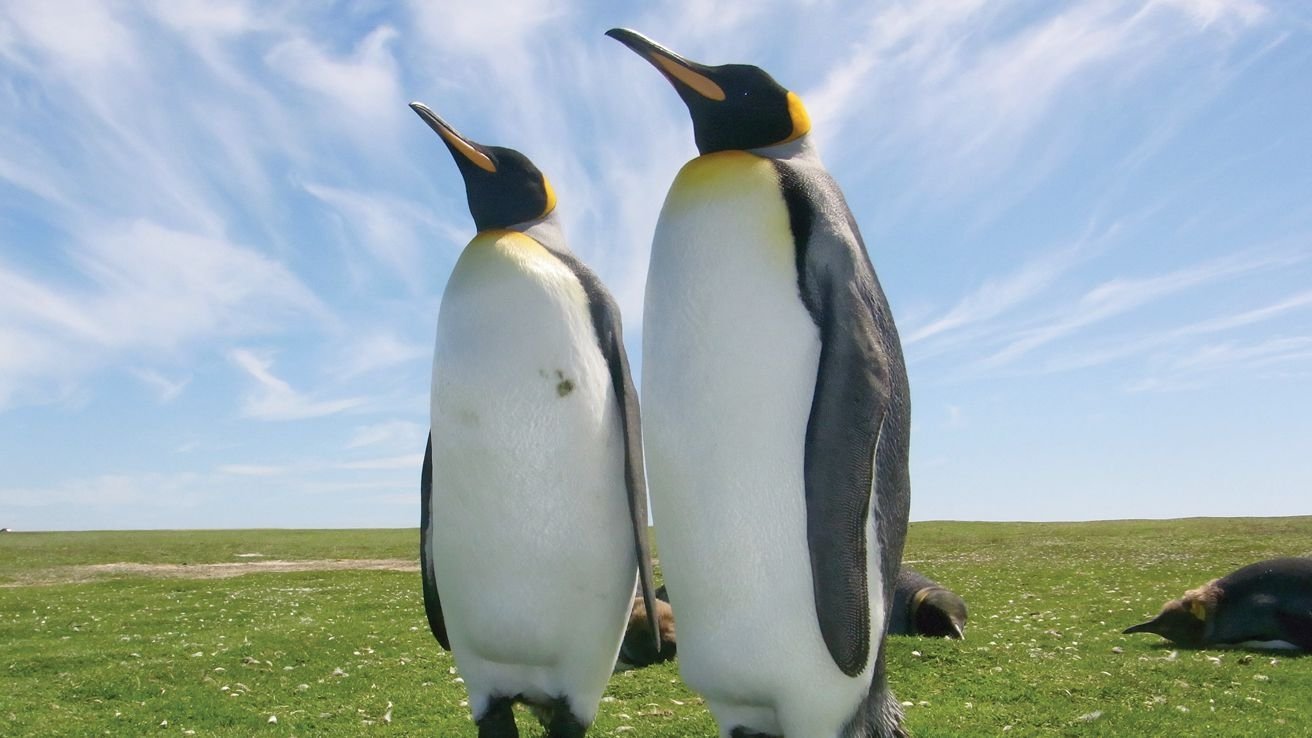 Wildlife