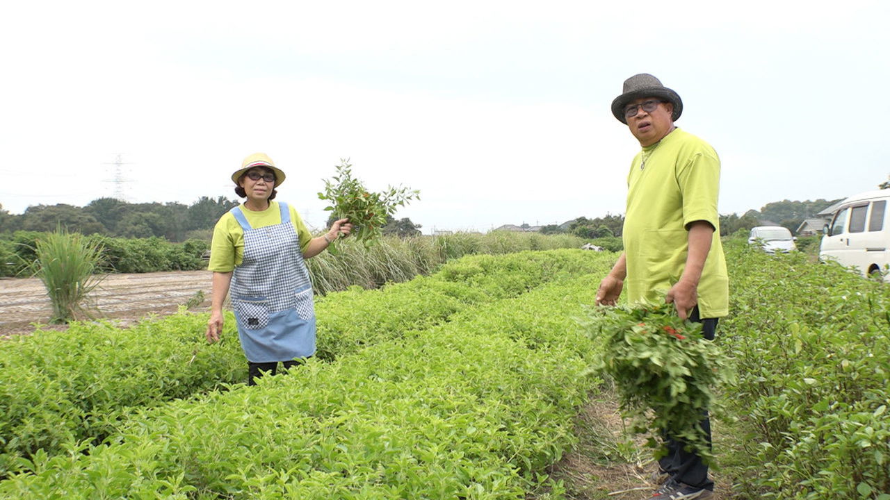 Coriander Farmers in Pursuit of Happiness