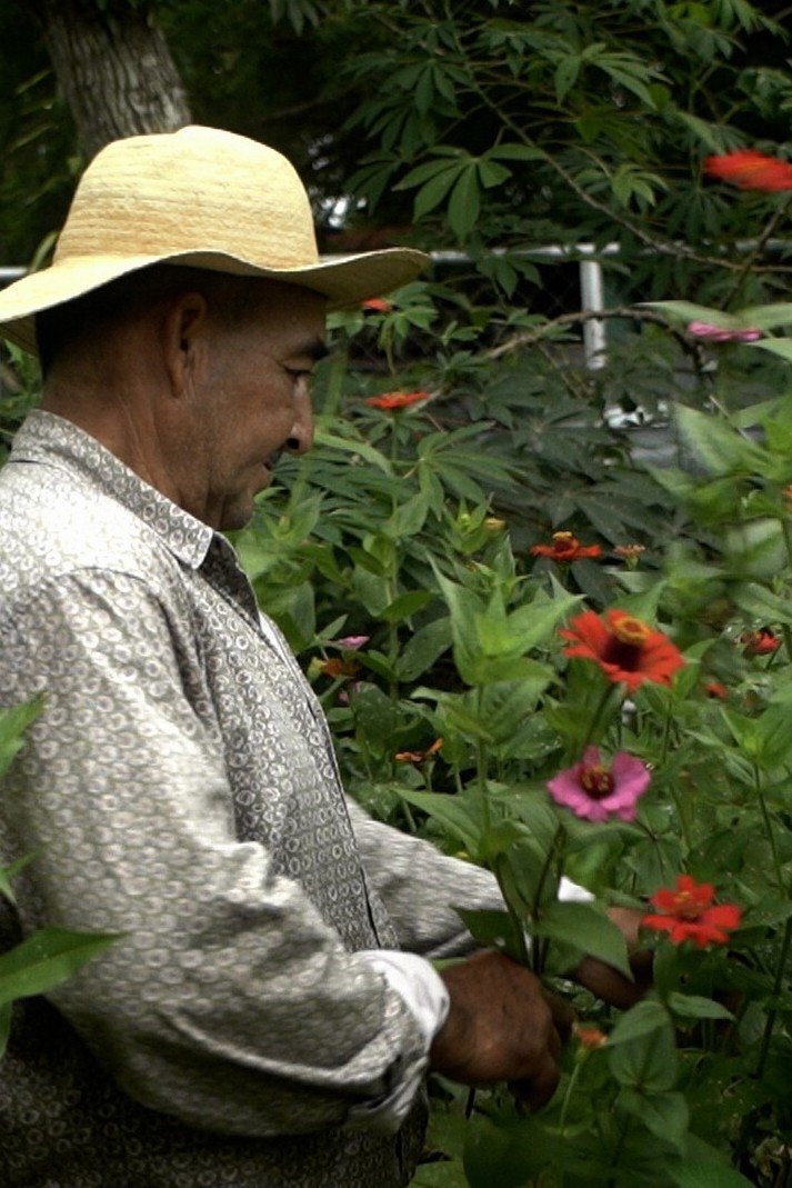 Poster de Hojita de tamarindo