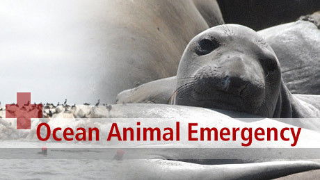 Ocean Animal Emergency