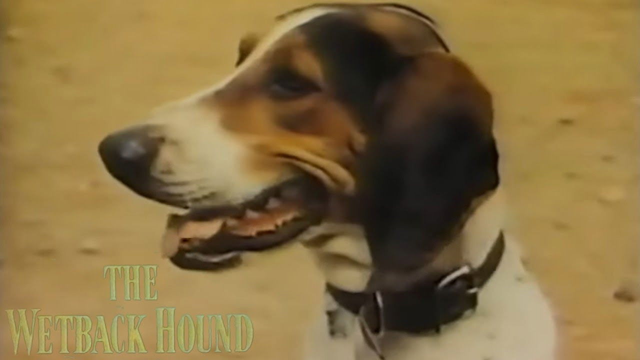 The Wetback Hound
