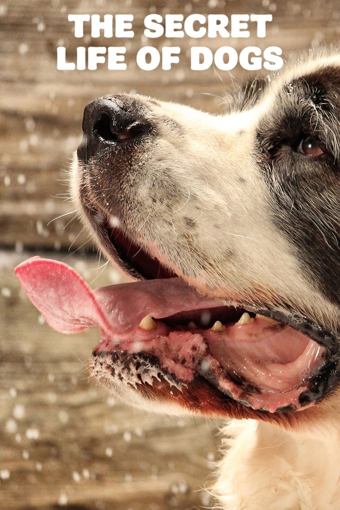 Poster de The Secret Life of Dogs