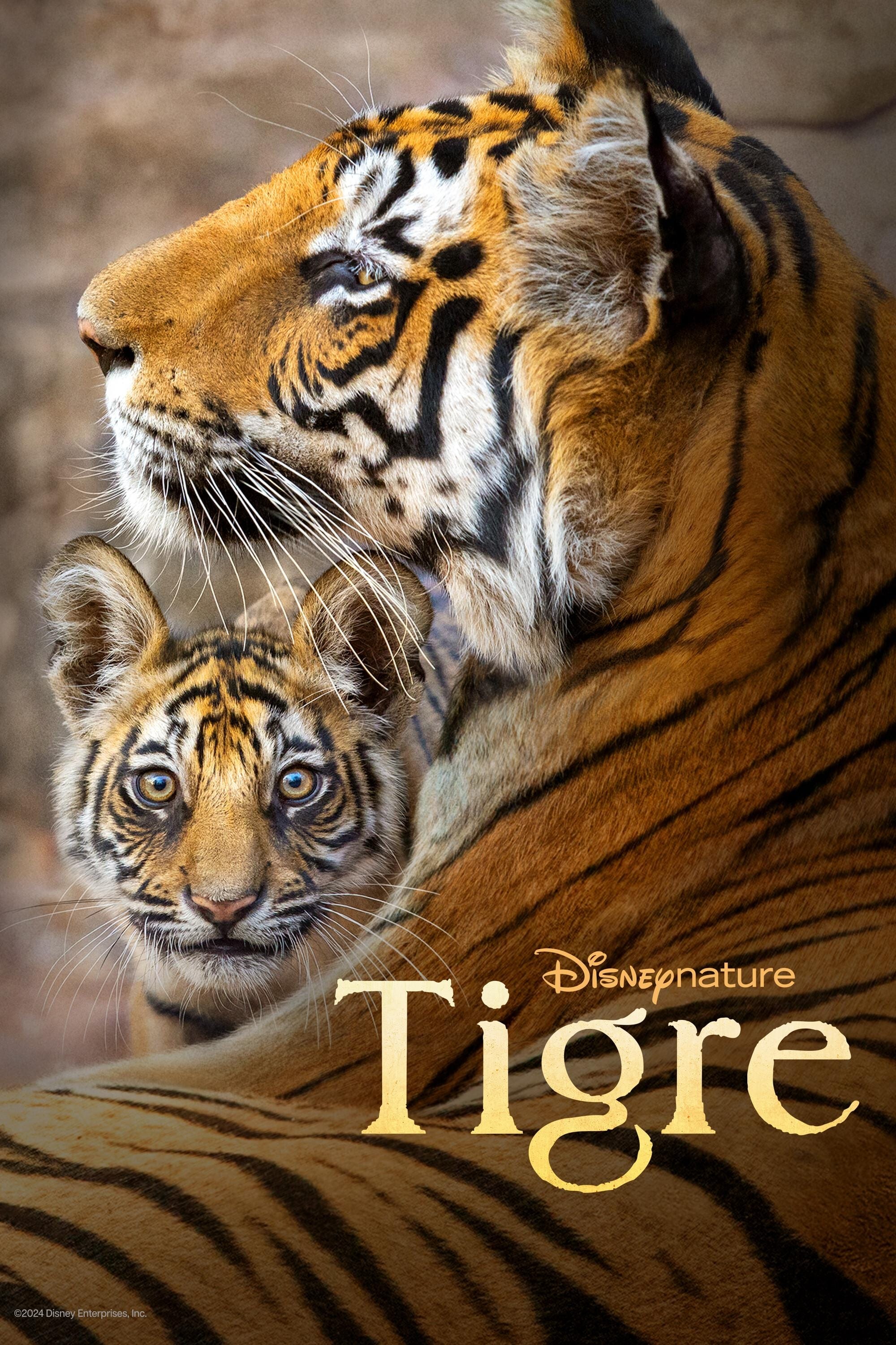 Poster de Tigre