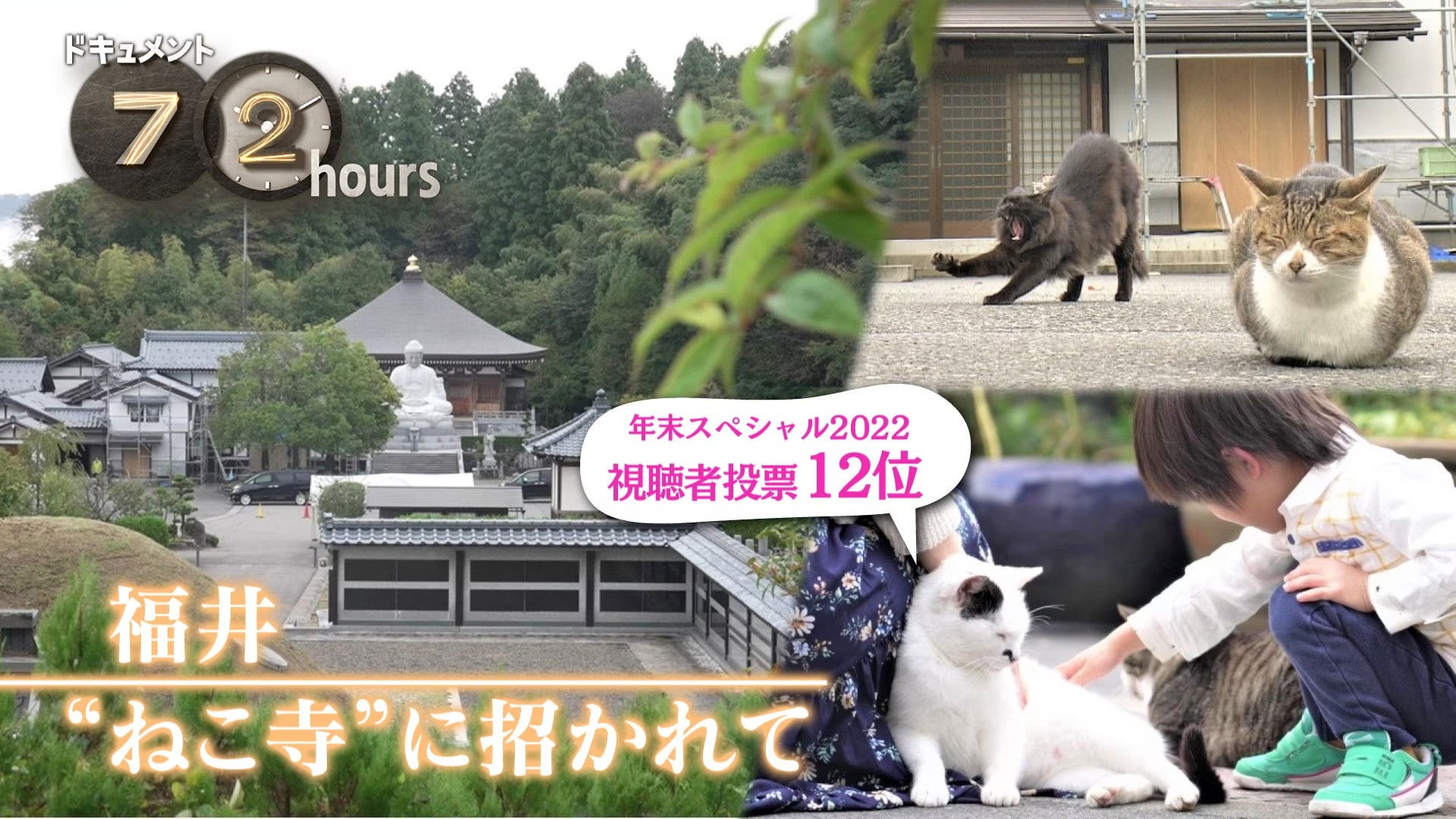 Fukui: Invitation to Neko-ji Temple