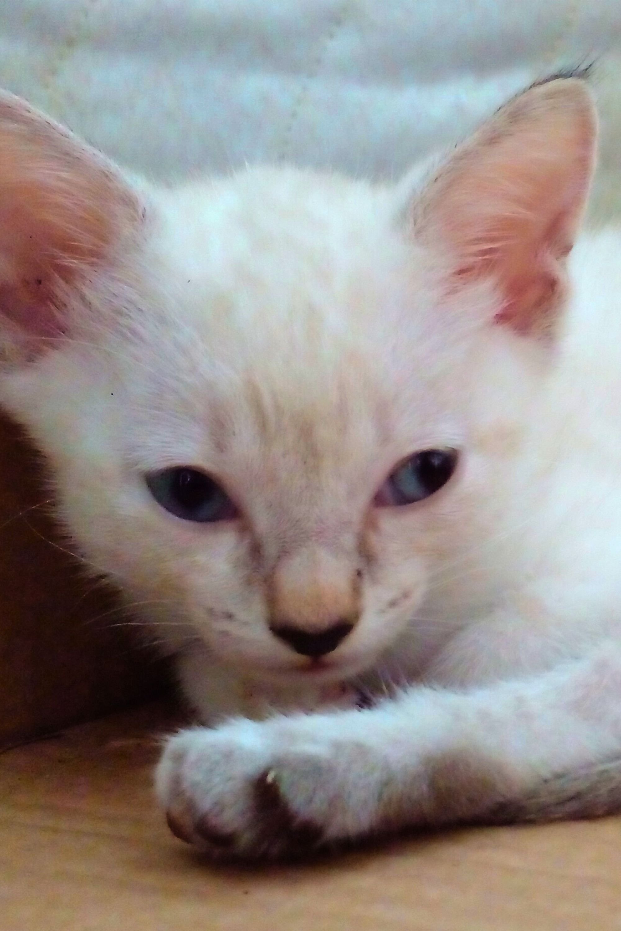 Foto de Pipoca Jr