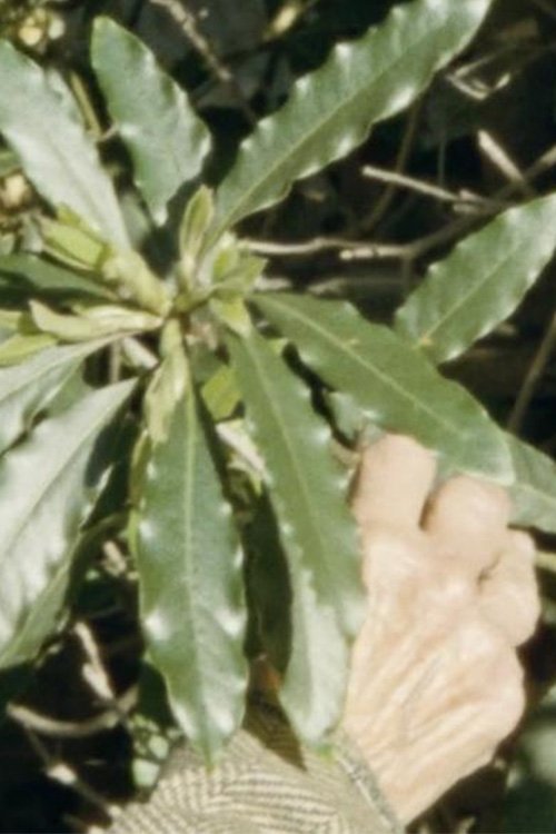 Poster de Green Turns Brown
