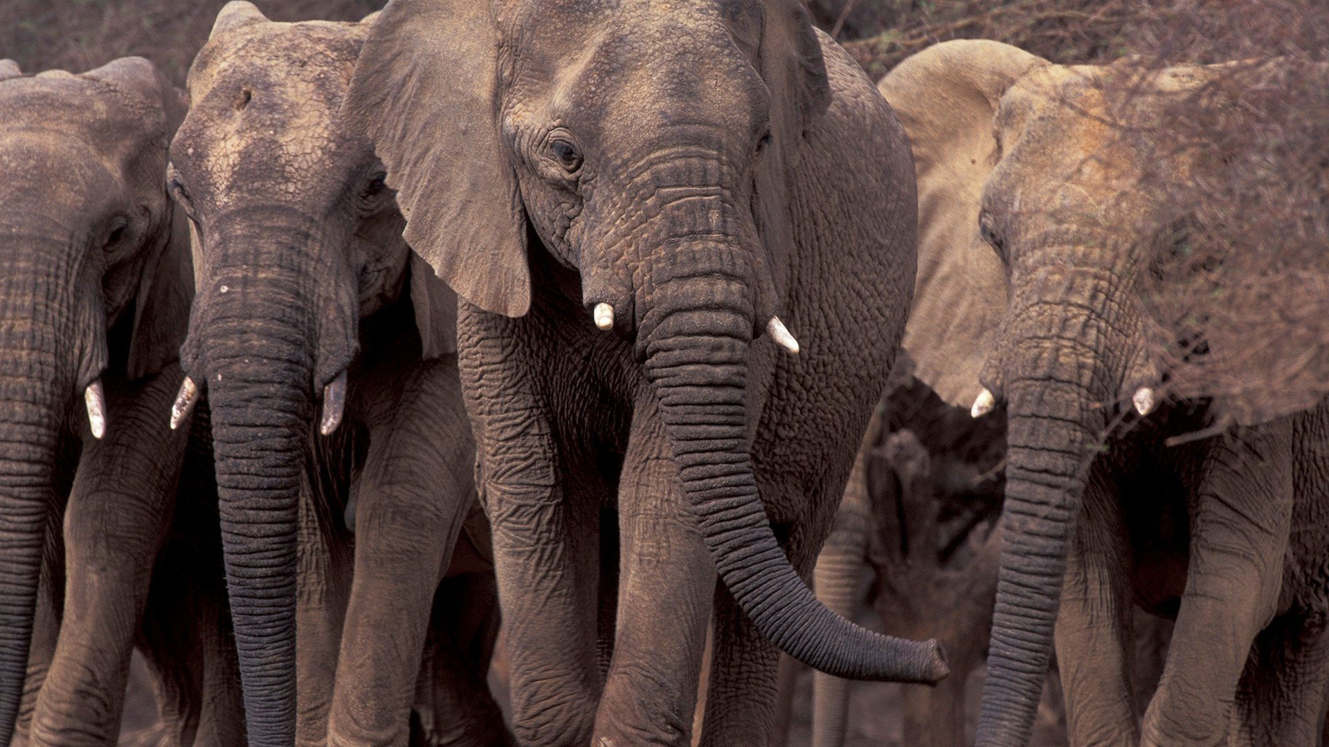 Elephants on The Edge