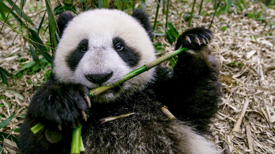 The Hidden Kingdoms of China