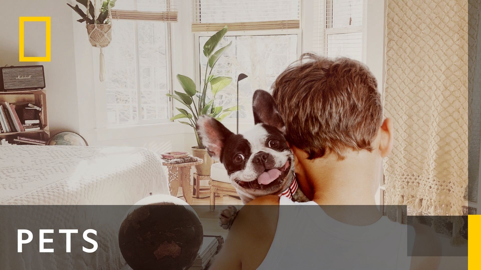 Pets