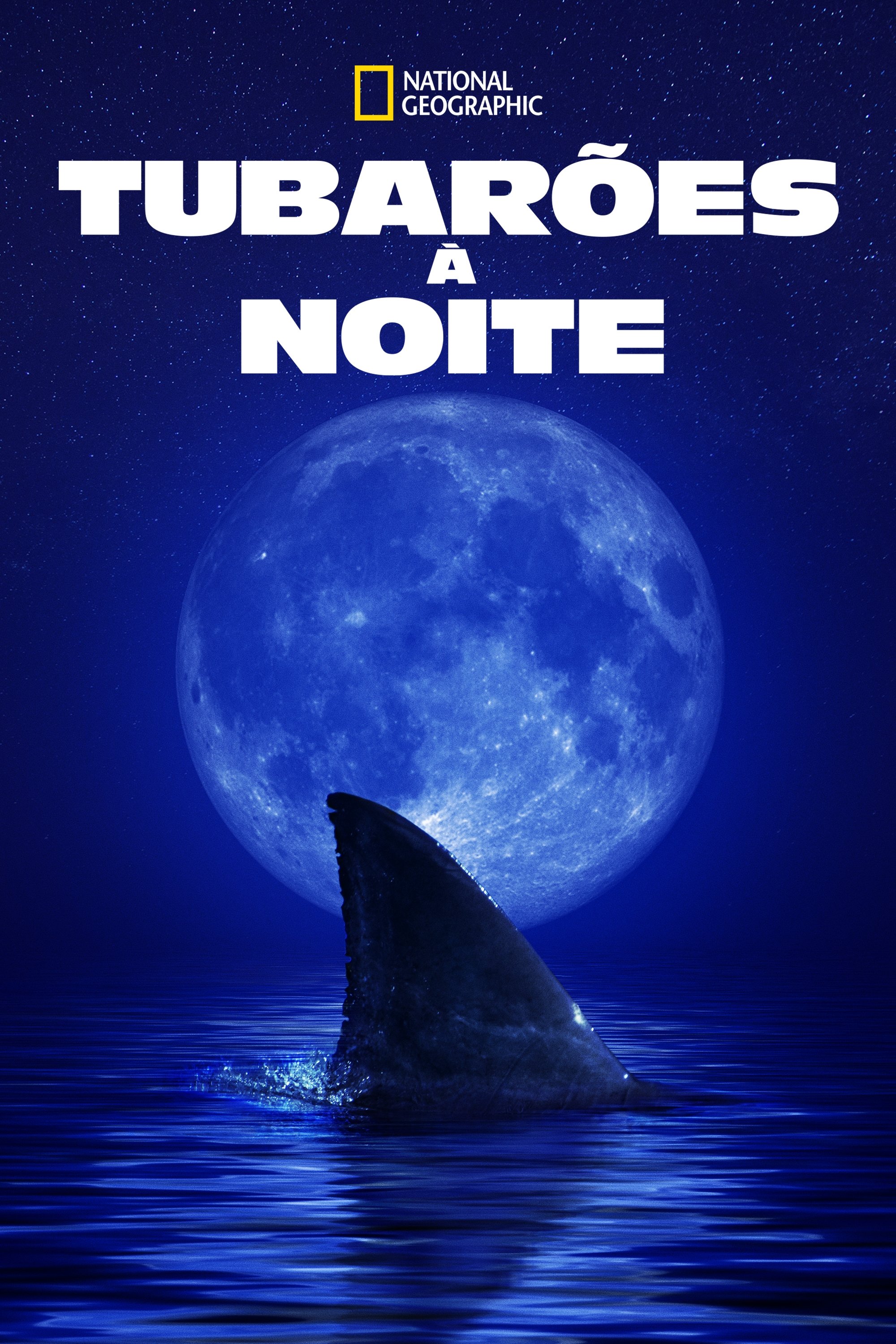 Poster de Tubarões à Noite