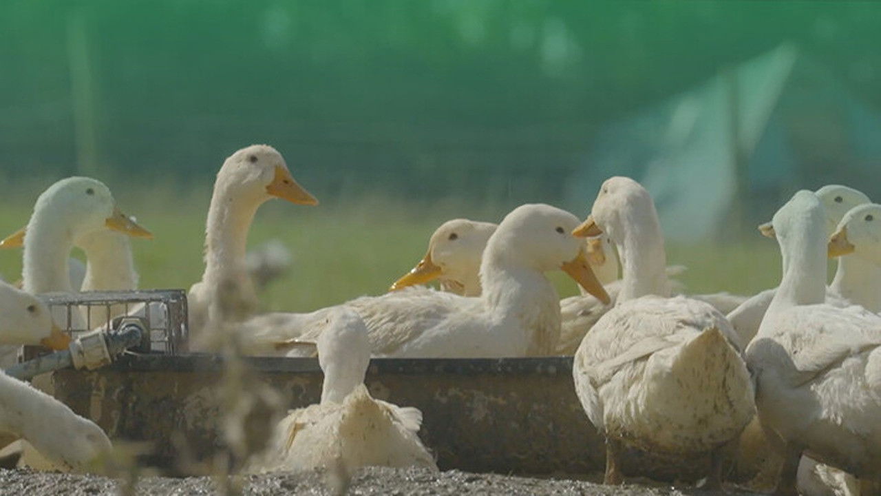 De pekingeenden van Gelderland