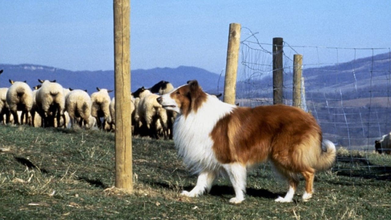 Lassie 1994 123movies