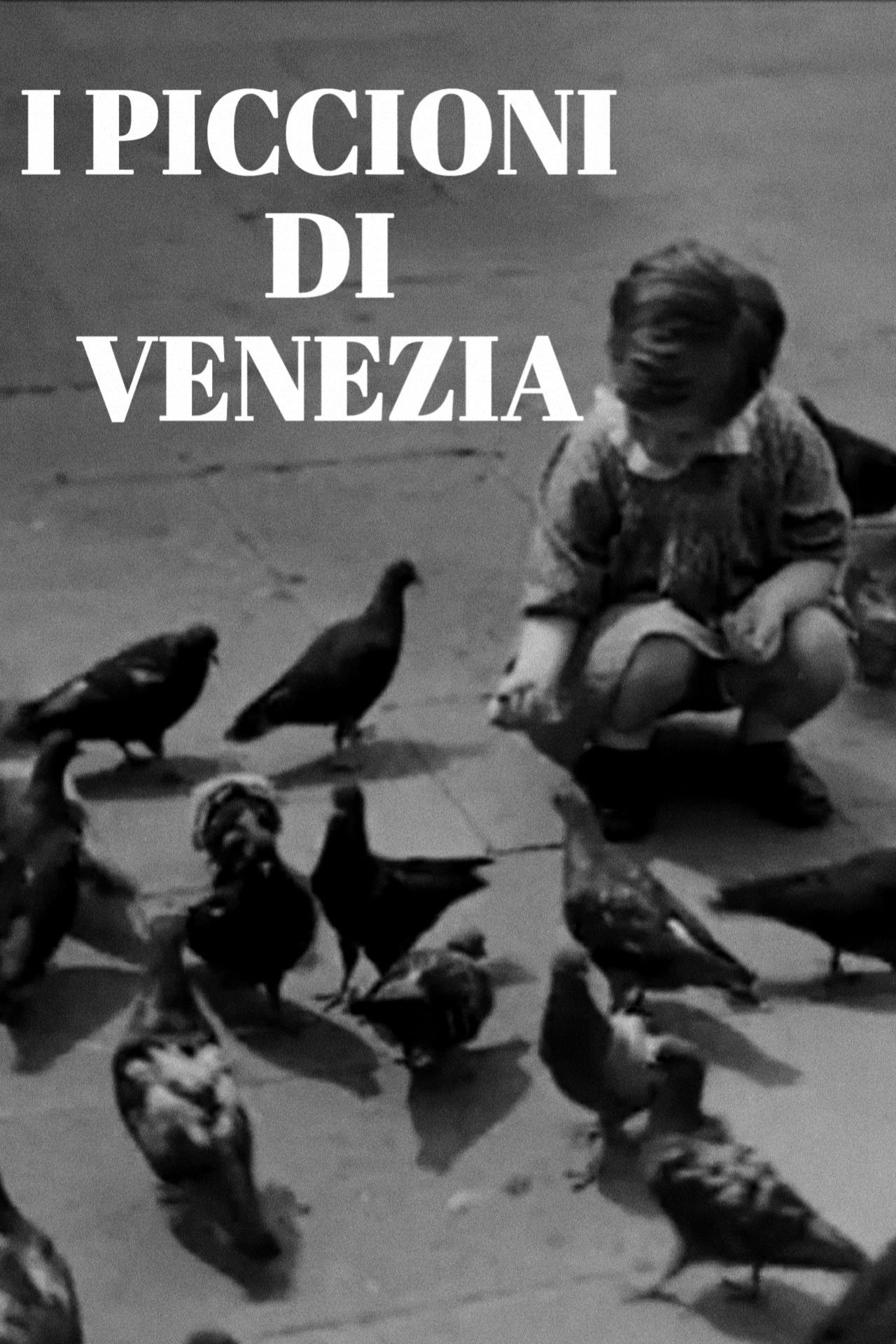 Poster de I piccioni di Venezia