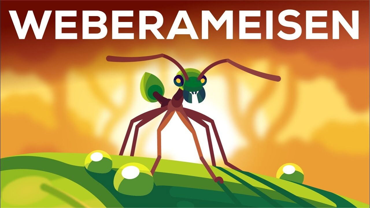 The Warrior Kingdoms of the Weaver Ant