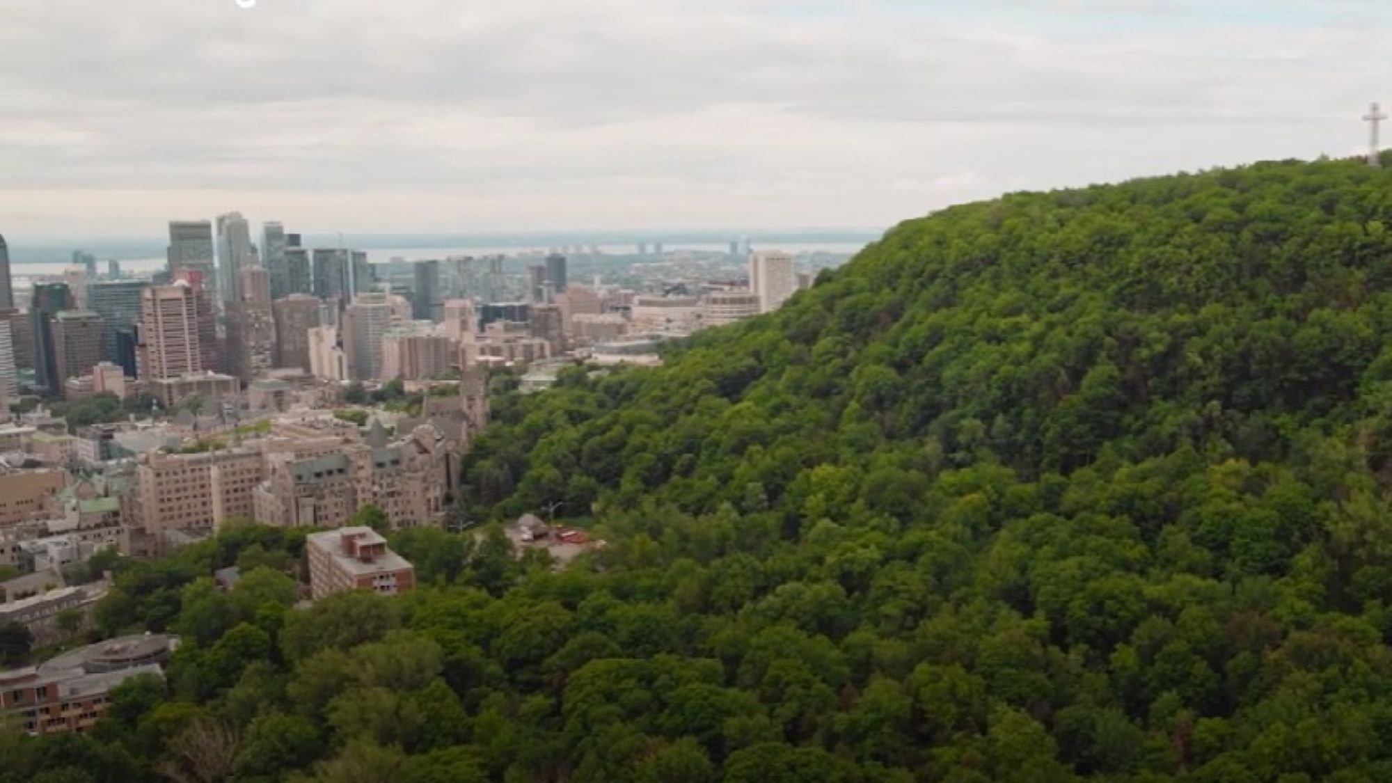 Urban Forests