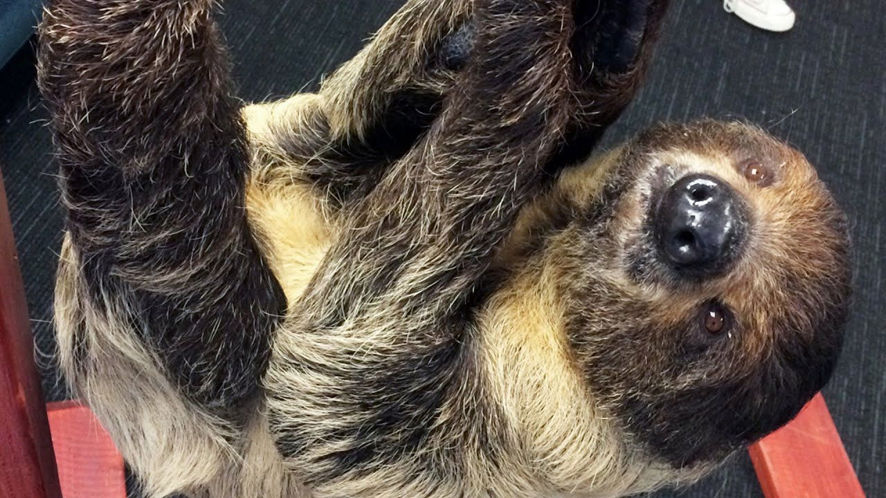 #SlothAndSundry Critical Role w/ Sid the SLOTH!