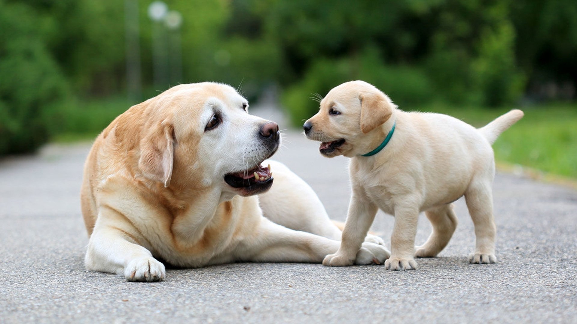El mundo de los perros