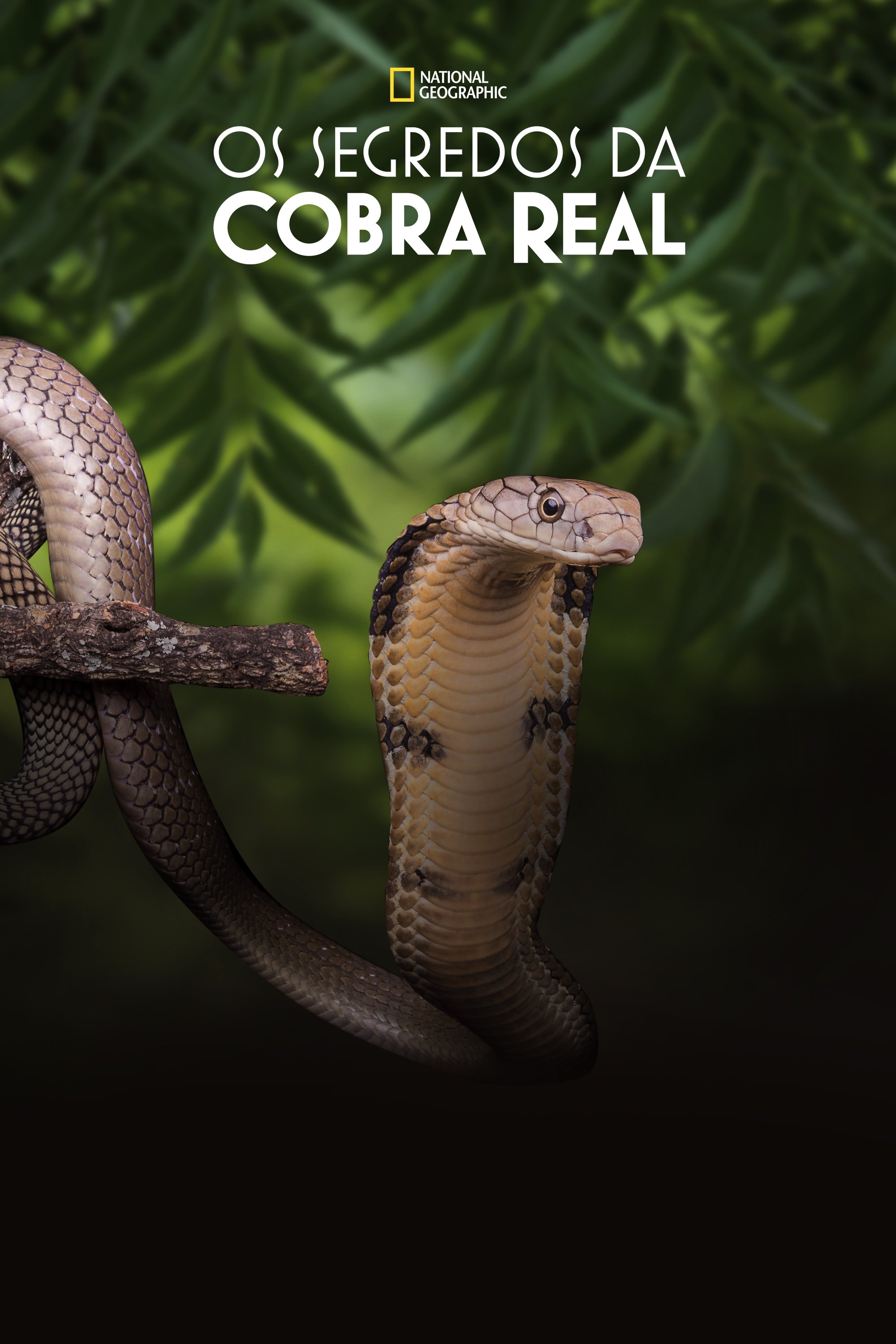 Poster de Os Segredos da Cobra Real